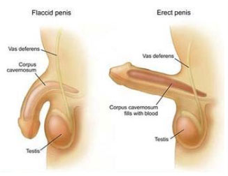 ������С��ô��